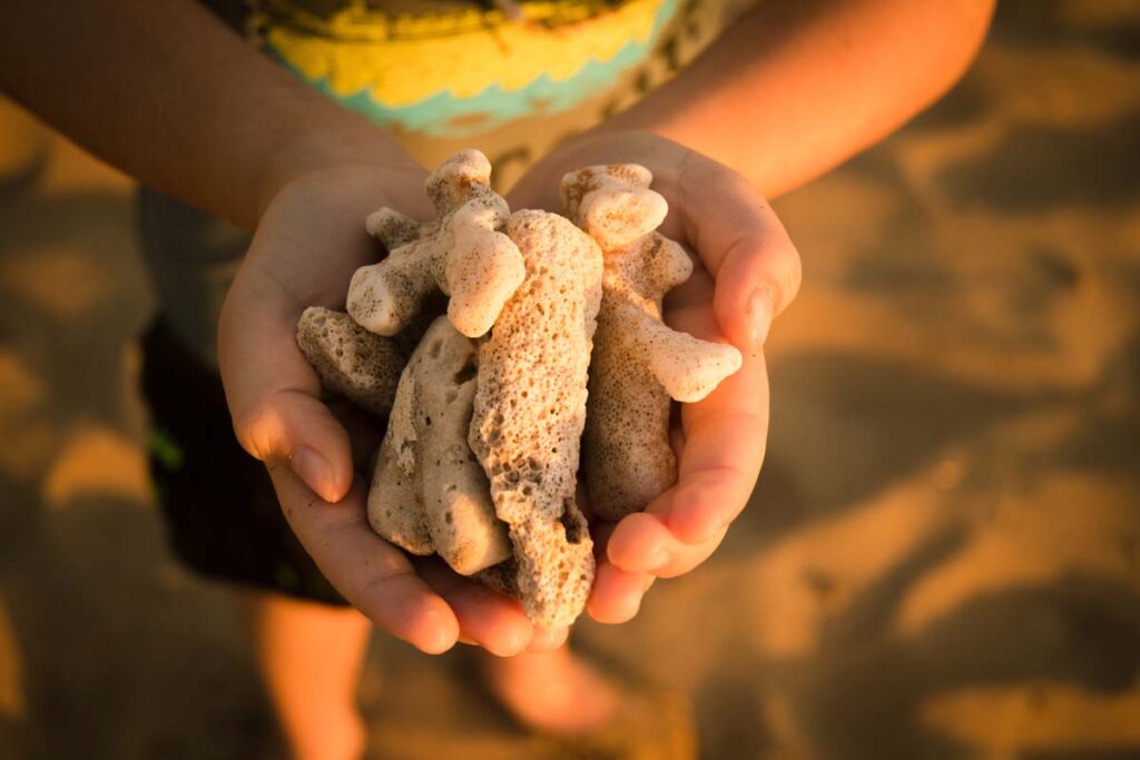 discovering-shells-on-the-beach-in-maui-hawaii