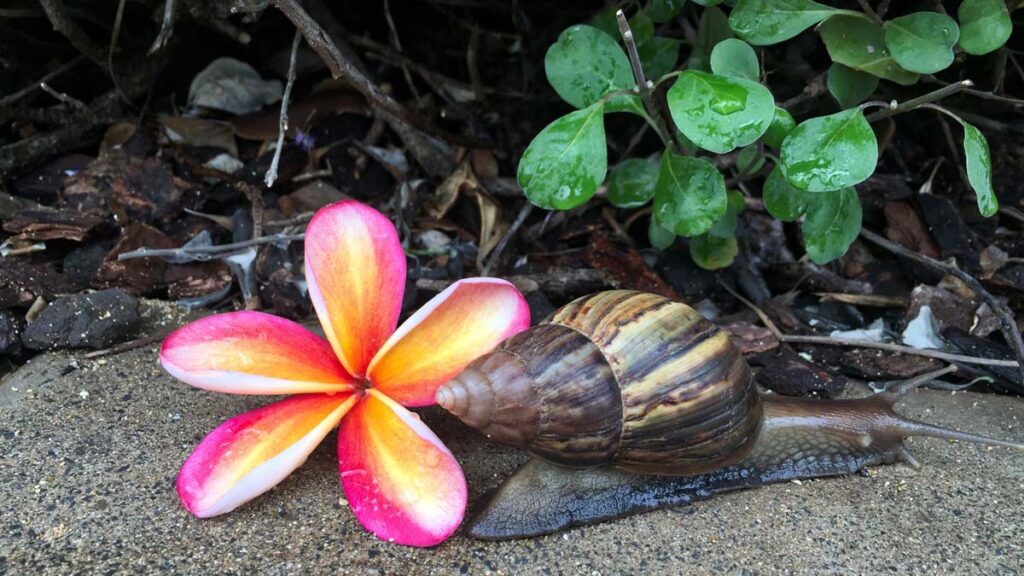 maui-snail-s-have-amazing-shells-WordPress Website Design