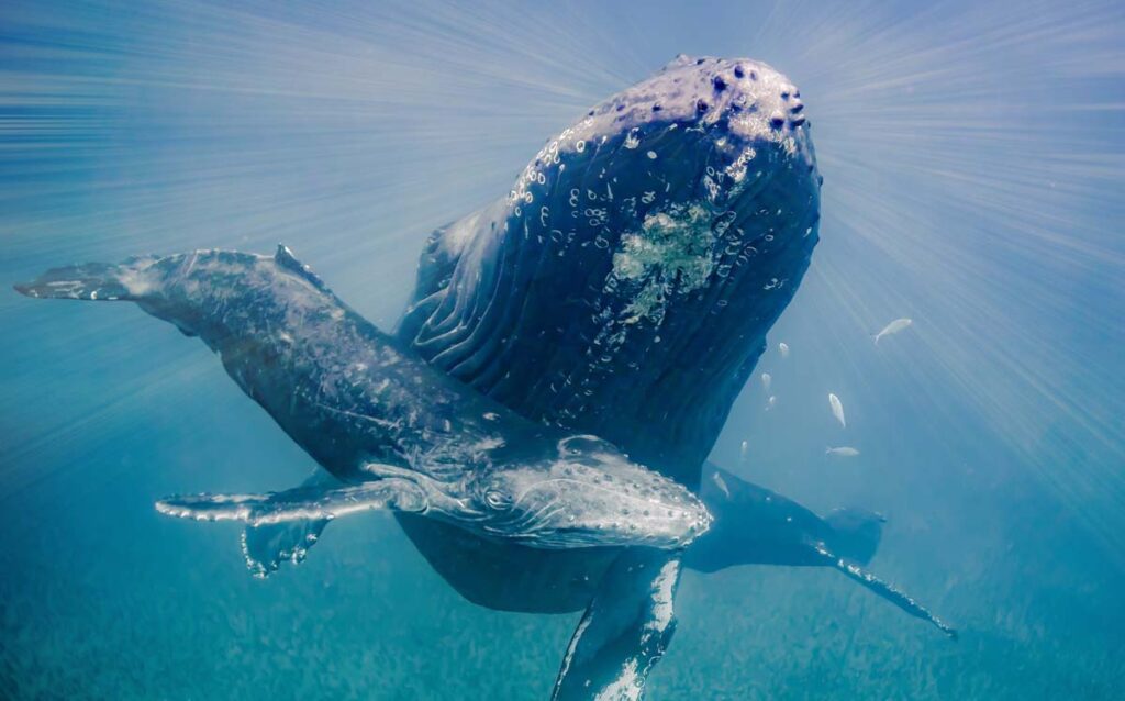 mom-and-calf-humpback-whale Hawaii Website Design