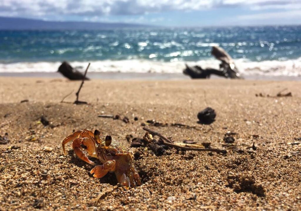 Hawaii Website Design Crab On The Beach