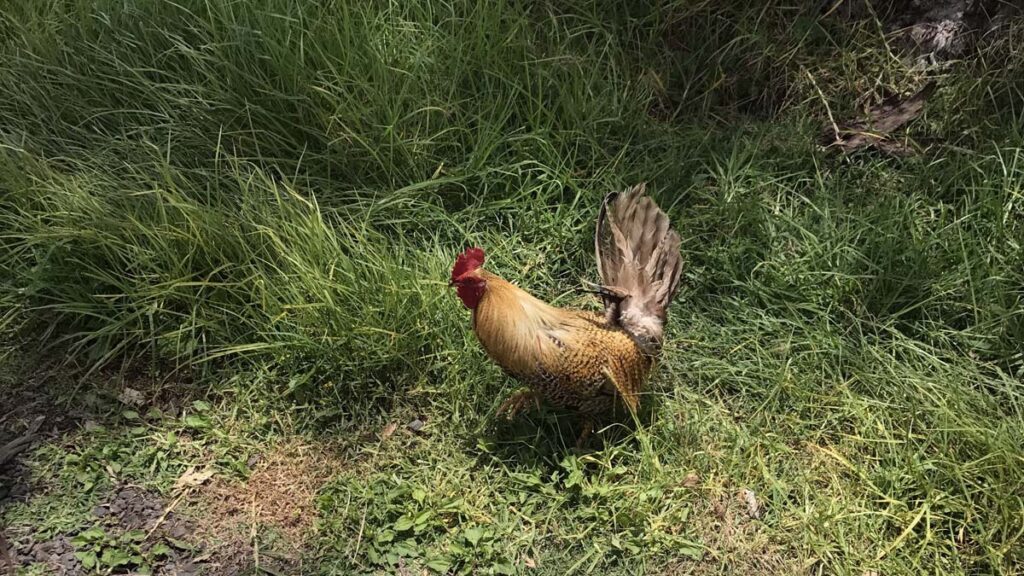 rooster-roams-freely-in-a-field-in-maui-hawaii